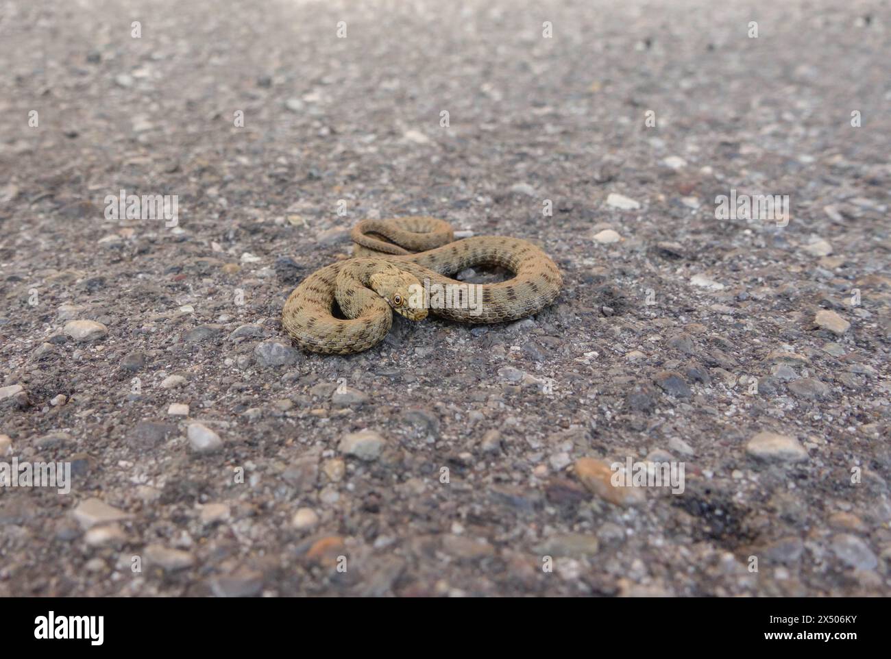 Dice snake (Natrix tessellata) Clusane Italy September 2023 Stock Photo