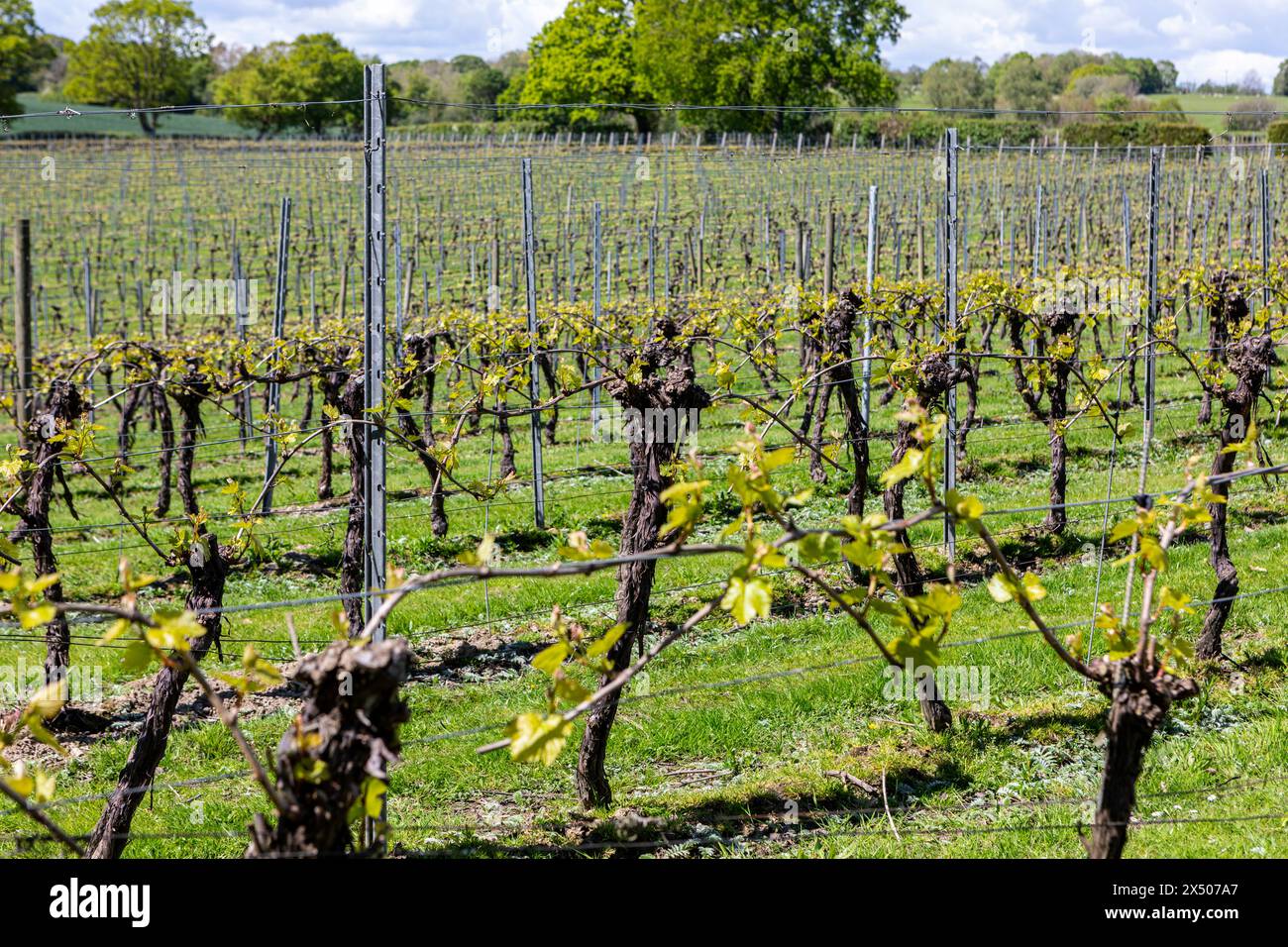 A field of grape vines at Chapel Down Winery, Tenterden, Kent, UK Stock Photo