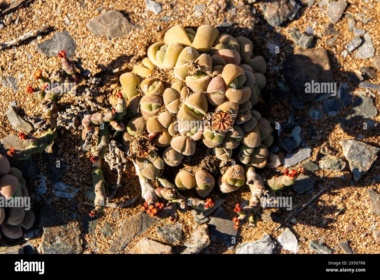 Namibia cinerea, with Euphorbia verruculosa growing at its base near Oranjemund. Stock Photo