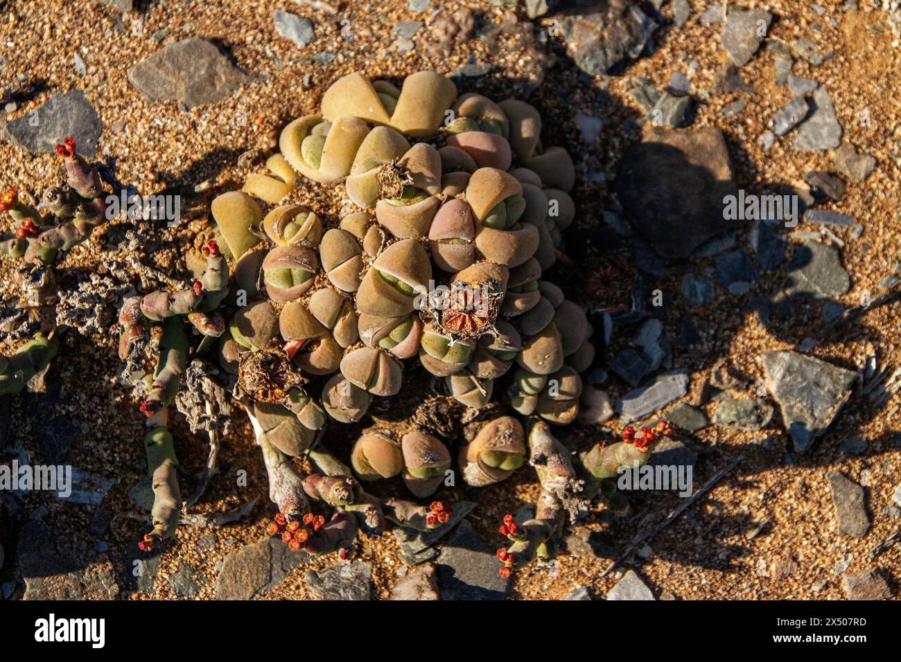 Namibia cinerea, with Euphorbia verruculosa growing at its base near Oranjemund. Stock Photo