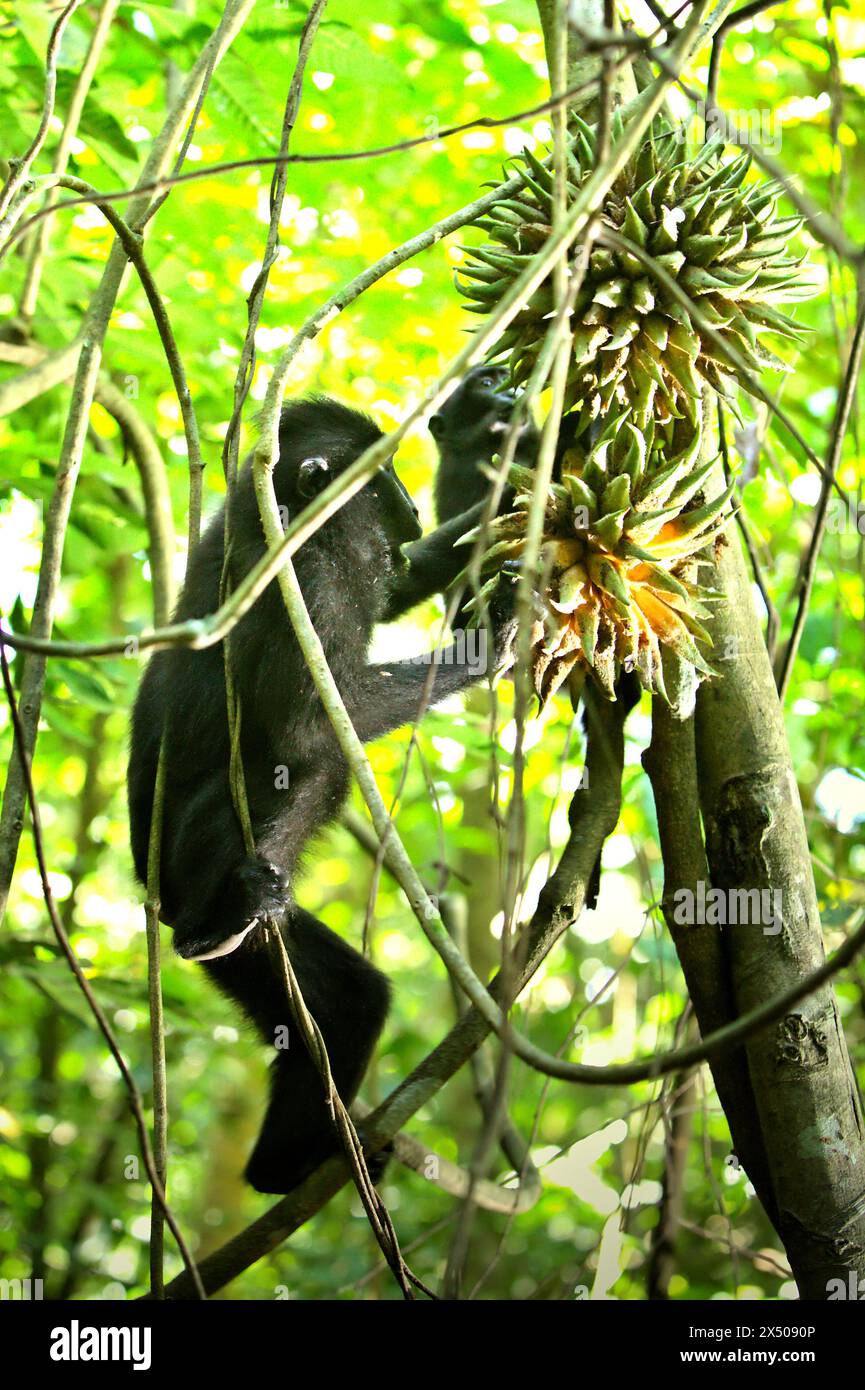 A crested macaque (Macaca nigra) picks liana fruit along with an infant