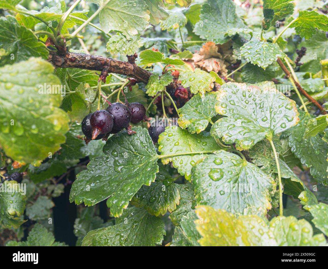 Blackcurrant (Ribes nigrum) and nidigrolaria hybrid plant called josta with sweet fruit after rain Stock Photo