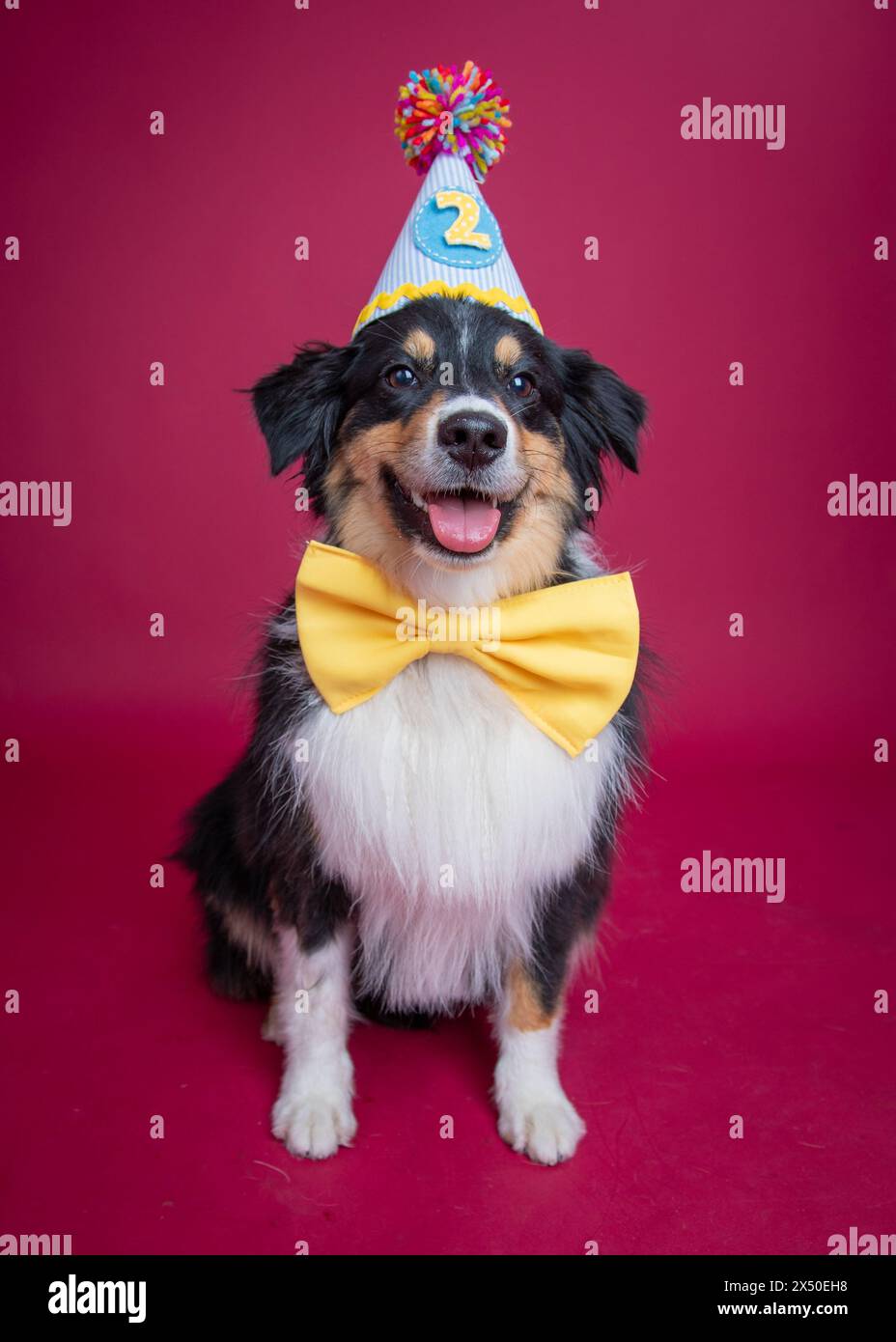 Portrait of a happy Black tricolored Australian Shepherd wearing a birthday party hat and bow tie Stock Photo