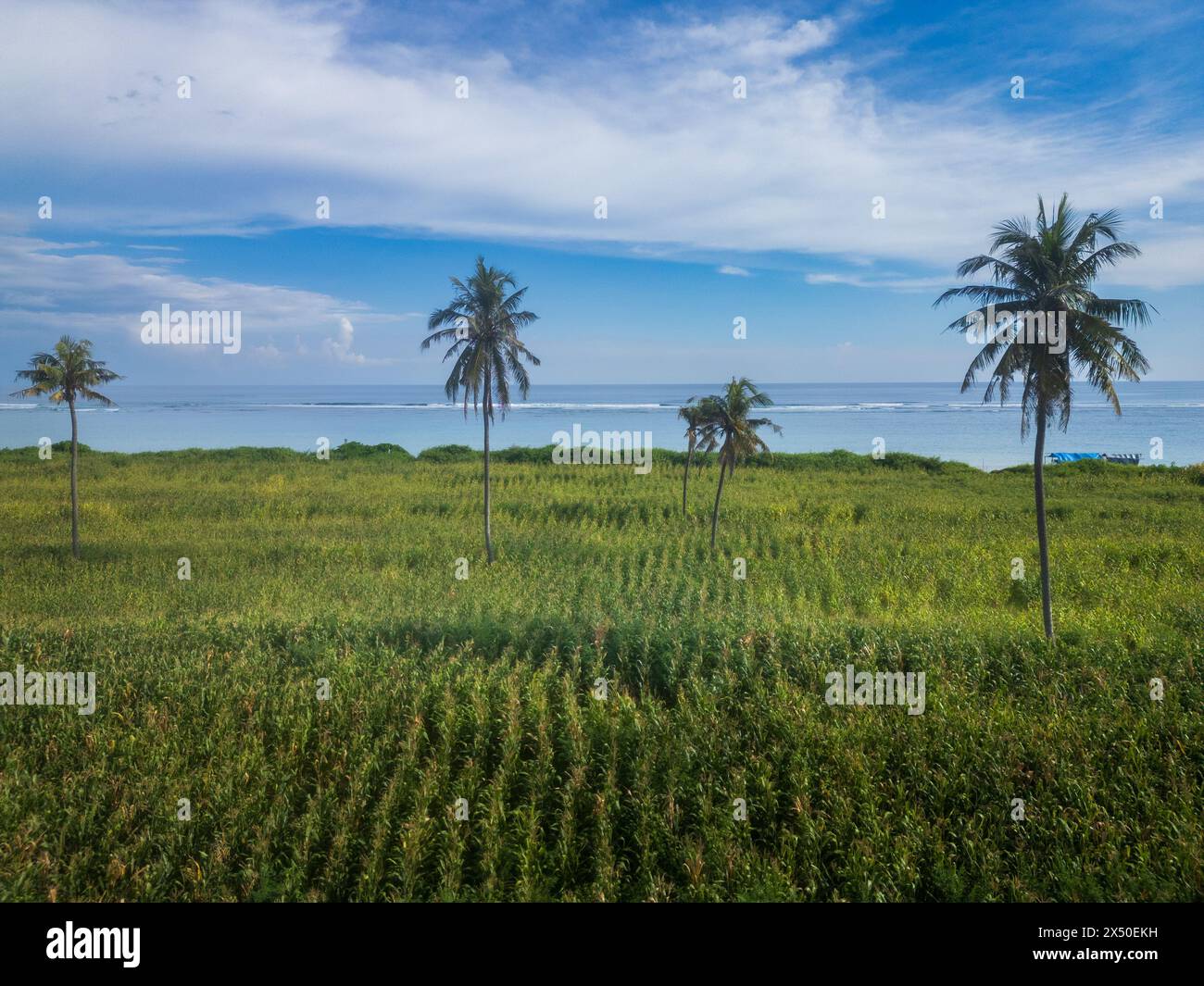 Palm trees growing in a terraced rice field by sea, Lombok, Indonesia Stock Photo