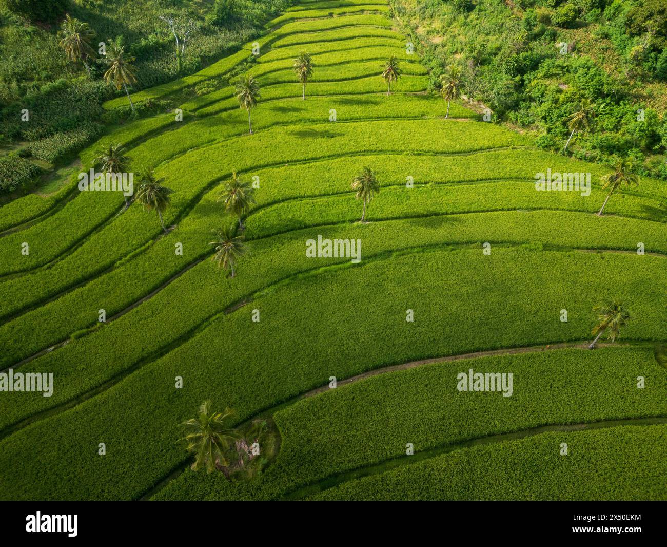 Aerial view of a terraced rice field,  Lombok, Indonesia Stock Photo