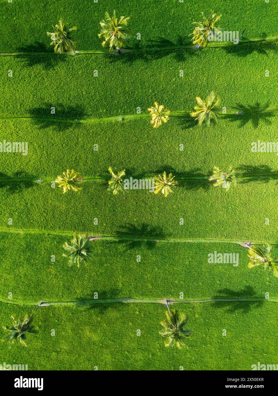Aerial view of palm trees growing in a terraced rice field,  Lombok, Indonesia Stock Photo