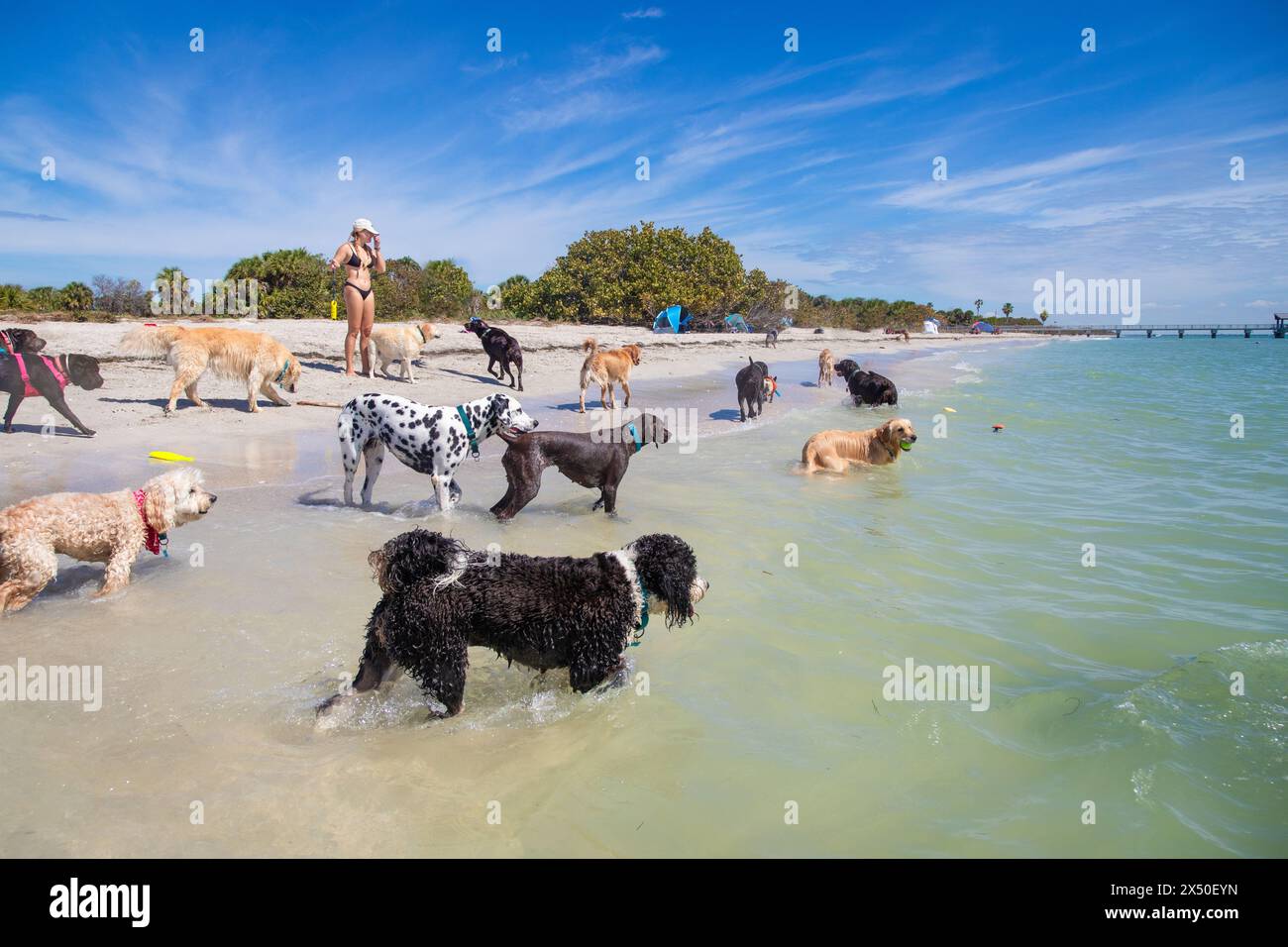 Woman in a bikini standing on a beach with a large group of assorted dogs, Florida, USA Stock Photo