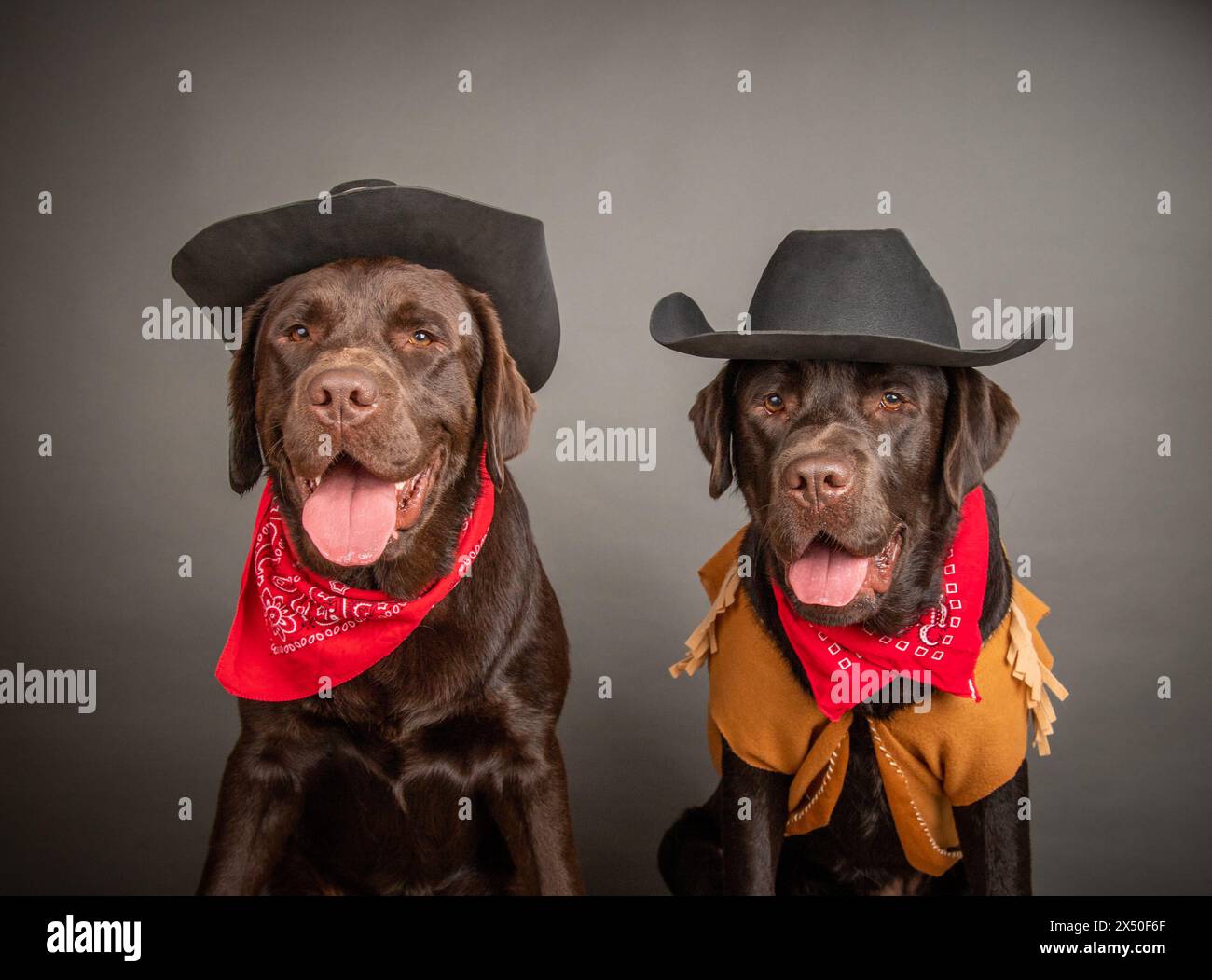 Portrait of two chocolate Labrador Retrievers wearing cowboy hats and bandanas Stock Photo