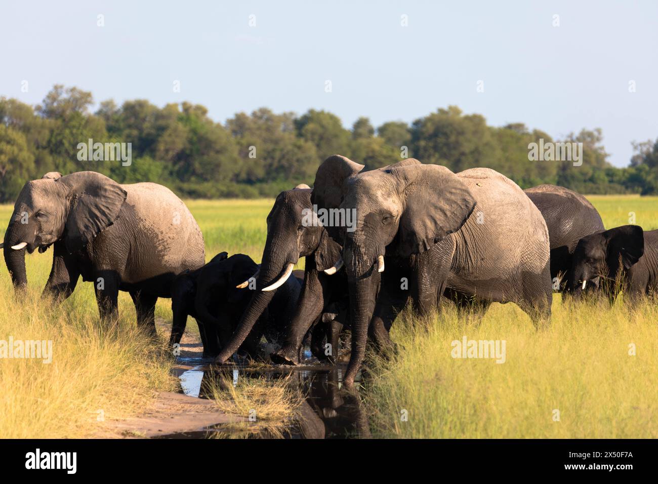 Herd of african elephants walks in the savanna looking for food surrounded by green vegetation during the rainy season. Chobe National Park, Botswana Stock Photo