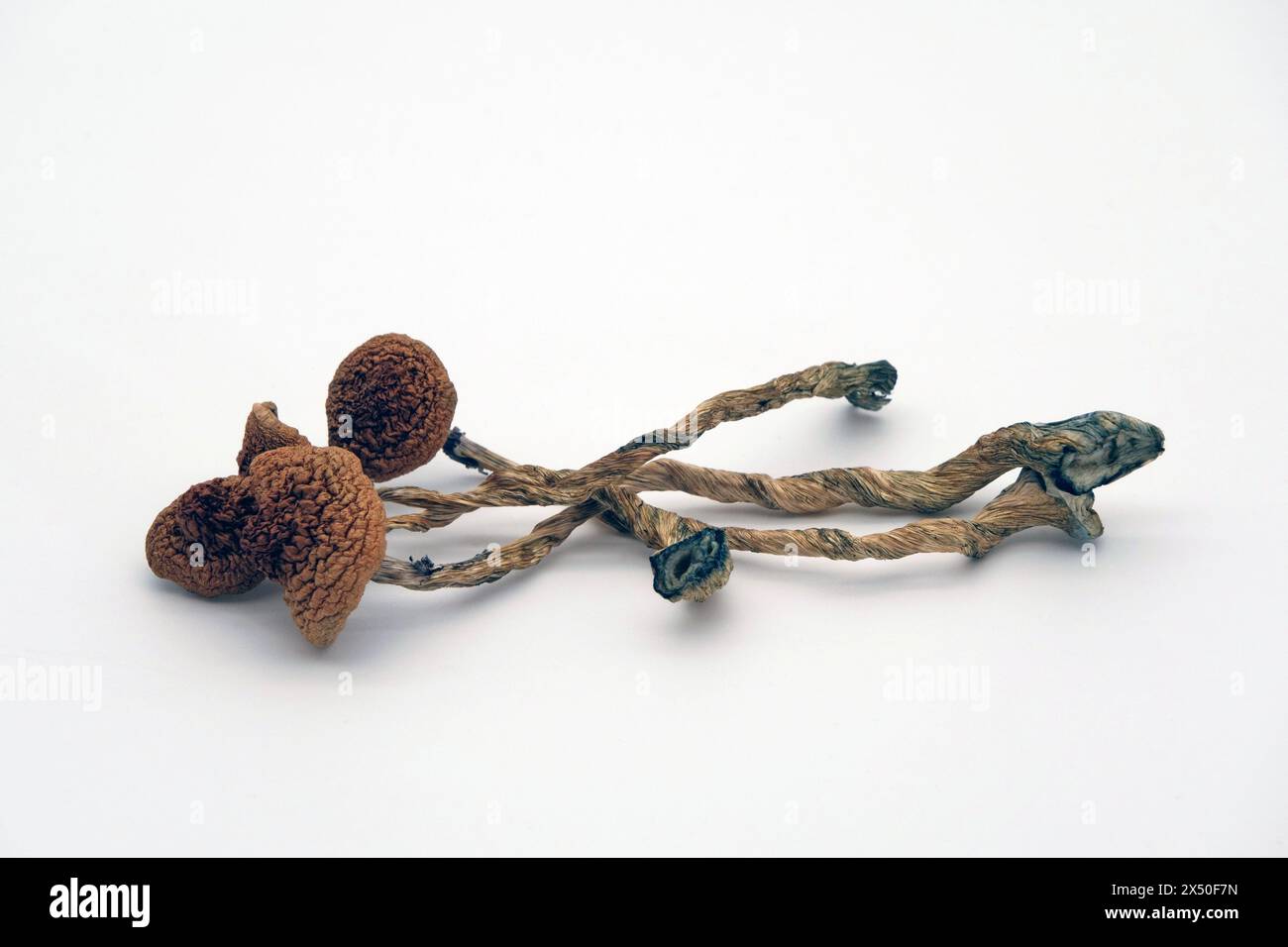 Will Psilocybin truffles and magic mushrooms be the future for treating depression and anxiety? Picture of Psilocybin mushrooms next to medicin. Stock Photo