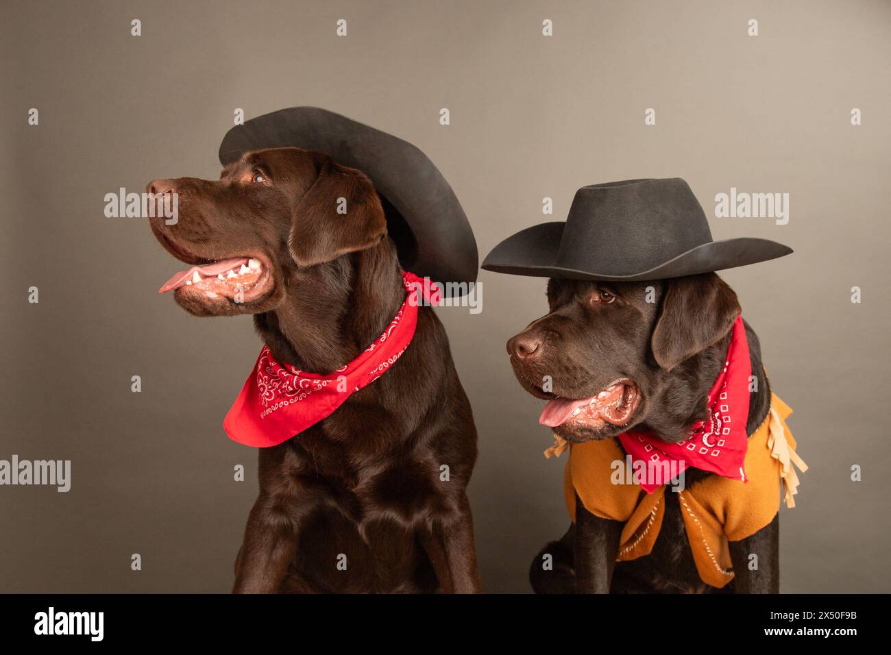 Portrait of two chocolate Labrador Retrievers wearing cowboy hats and bandanas Stock Photo