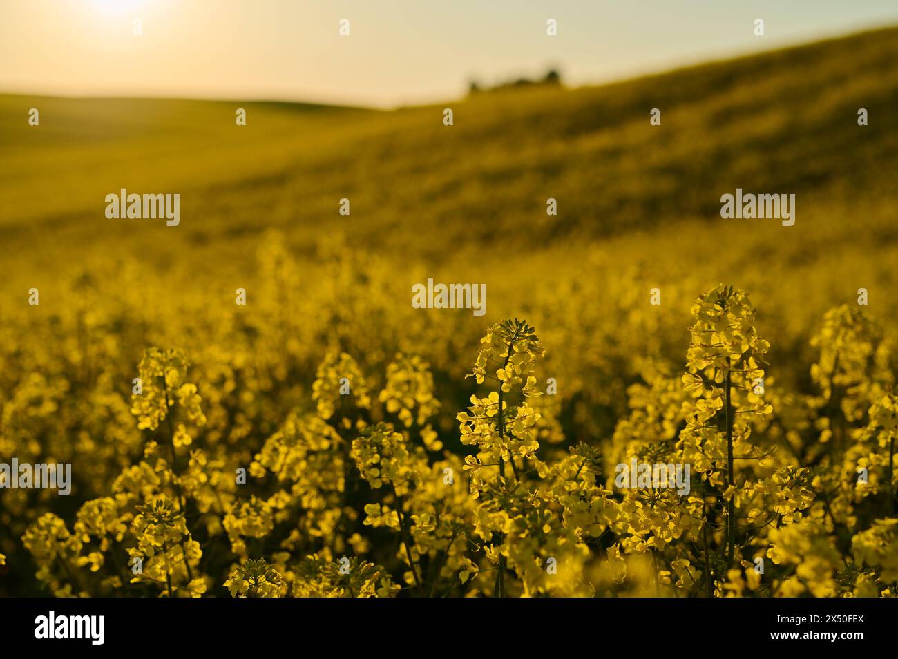 A huge yellow field of blooming rapeseed at sunset Stock Photo - Alamy