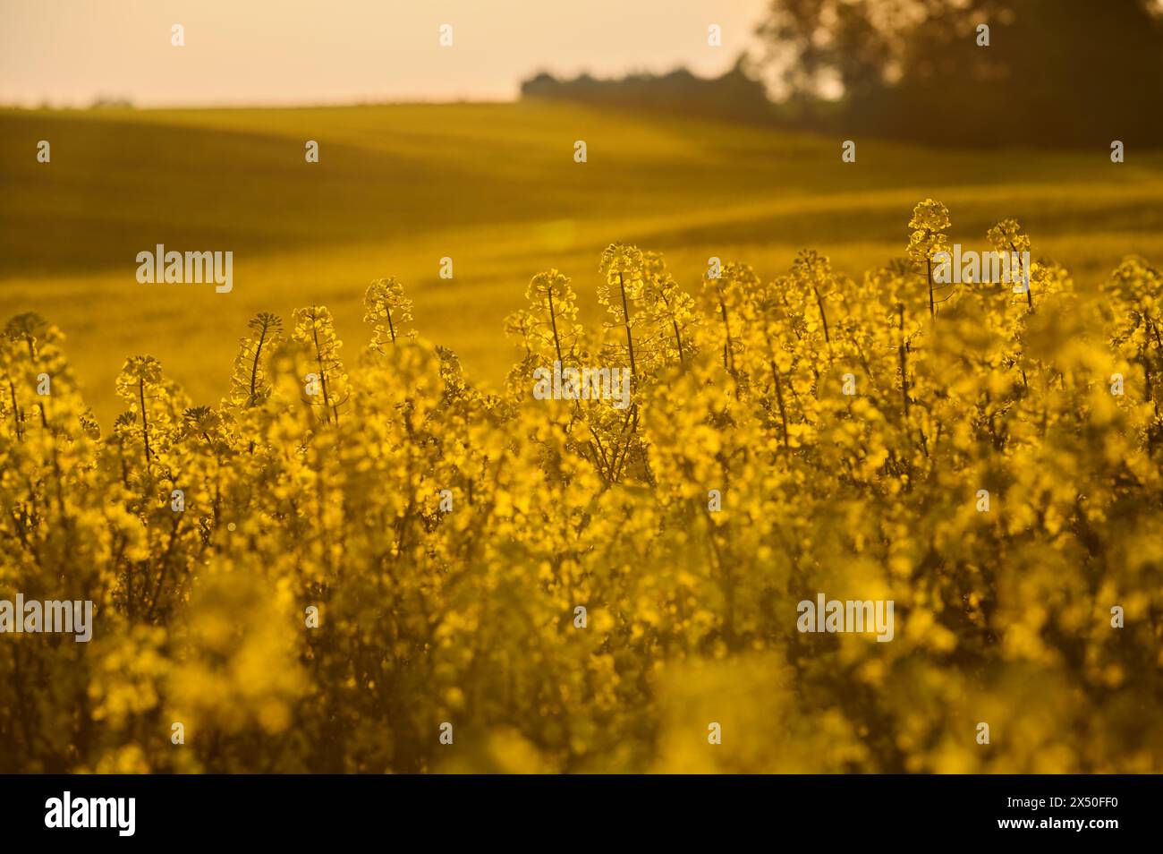 The golden waves of blooming rapeseed dance under the summer sun; creating a picturesque landscape full of life and energy Stock Photo