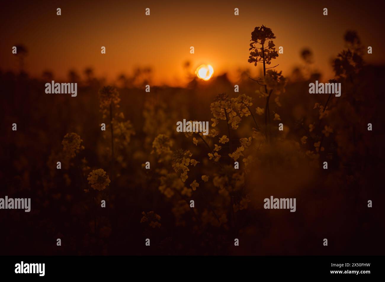 Against the background of the setting red sun, the outlines of rapeseed flowers seem to dance in the play of light and shadow, creating an extraordina Stock Photo