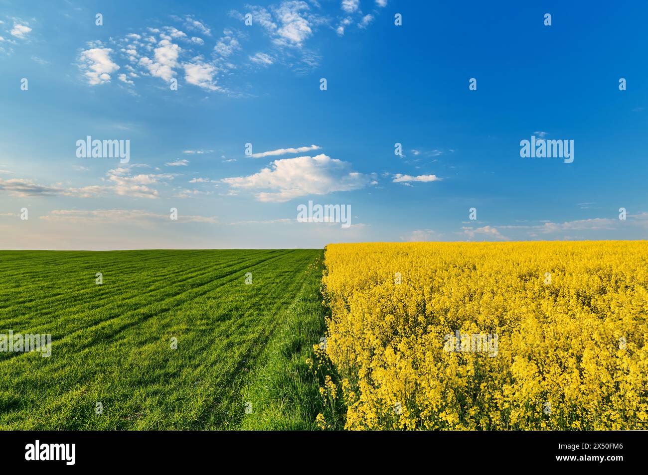 Two fields of grain, green grain and yellow flowering rapeseed under a blue sky Stock Photo