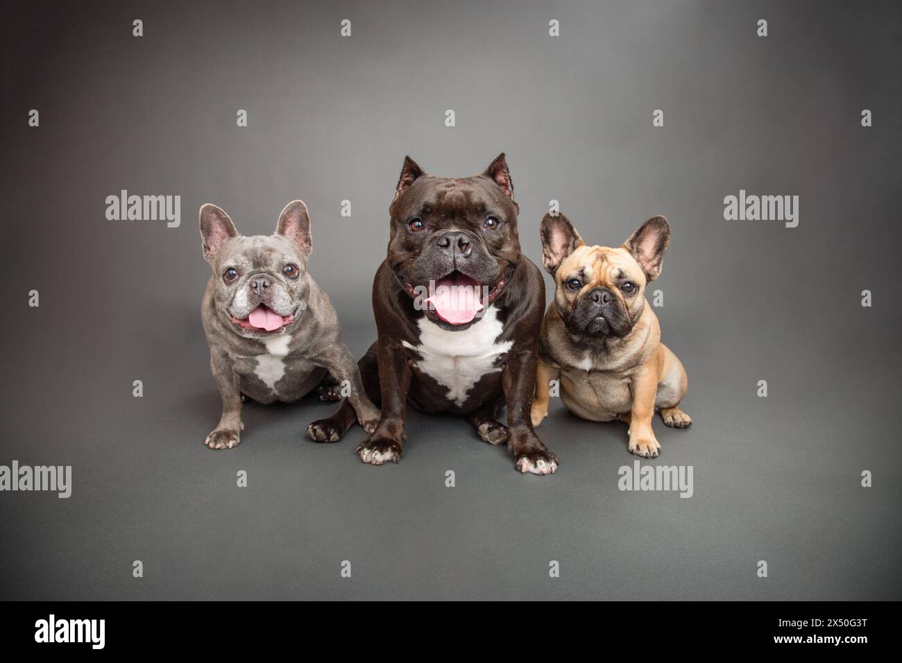 Blue Brindle French Bulldog Bulldog Mix And Fawn Bulldog Sitting Side blue-brindle-french-bulldog-bulldog-mix-and-fawn-bulldog-sitting-side
