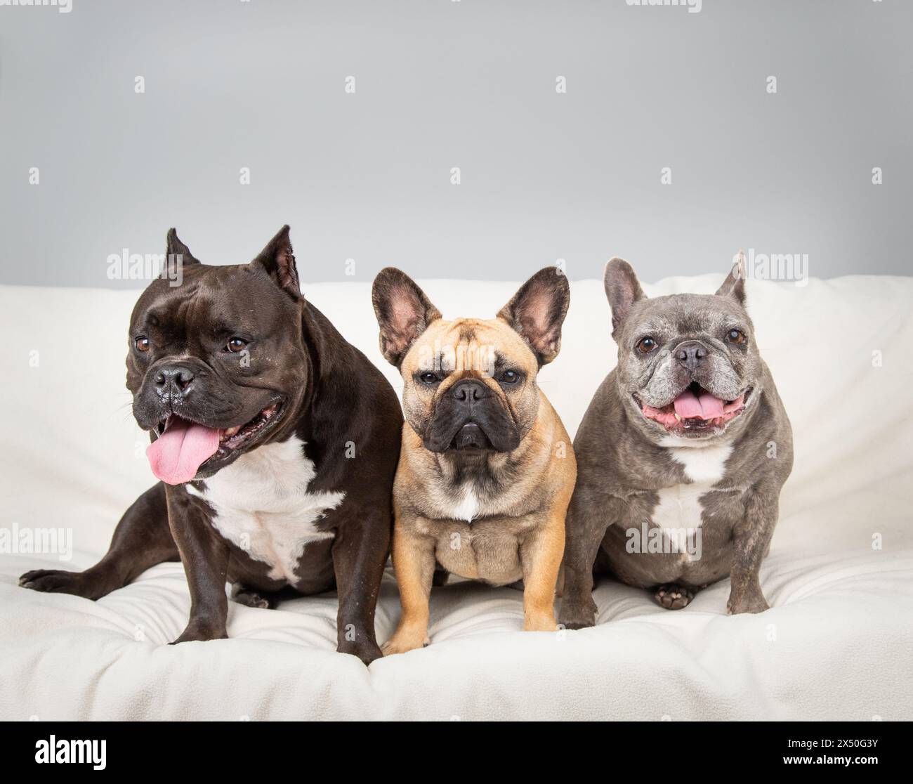 Three French Bulldog Hi res Stock Photography And Images Alamy three-french-bulldog-hi-res-stock-photography-and-images-alamy