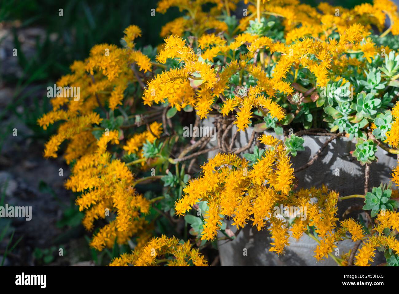 Succulent plant Sedum Palmeri flowering Stock Photo