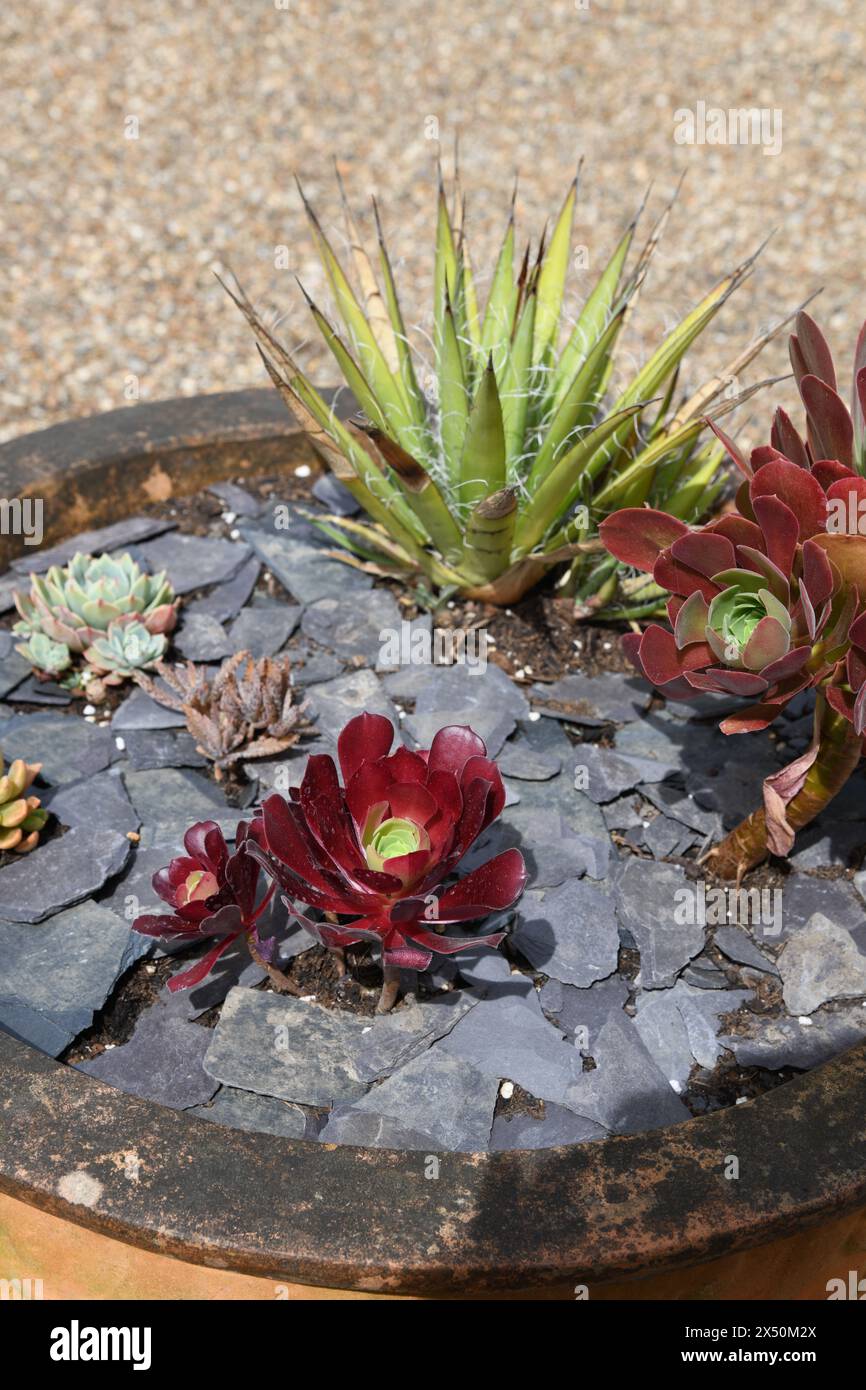 Succulents plants hi-res stock photography and images - Alamy