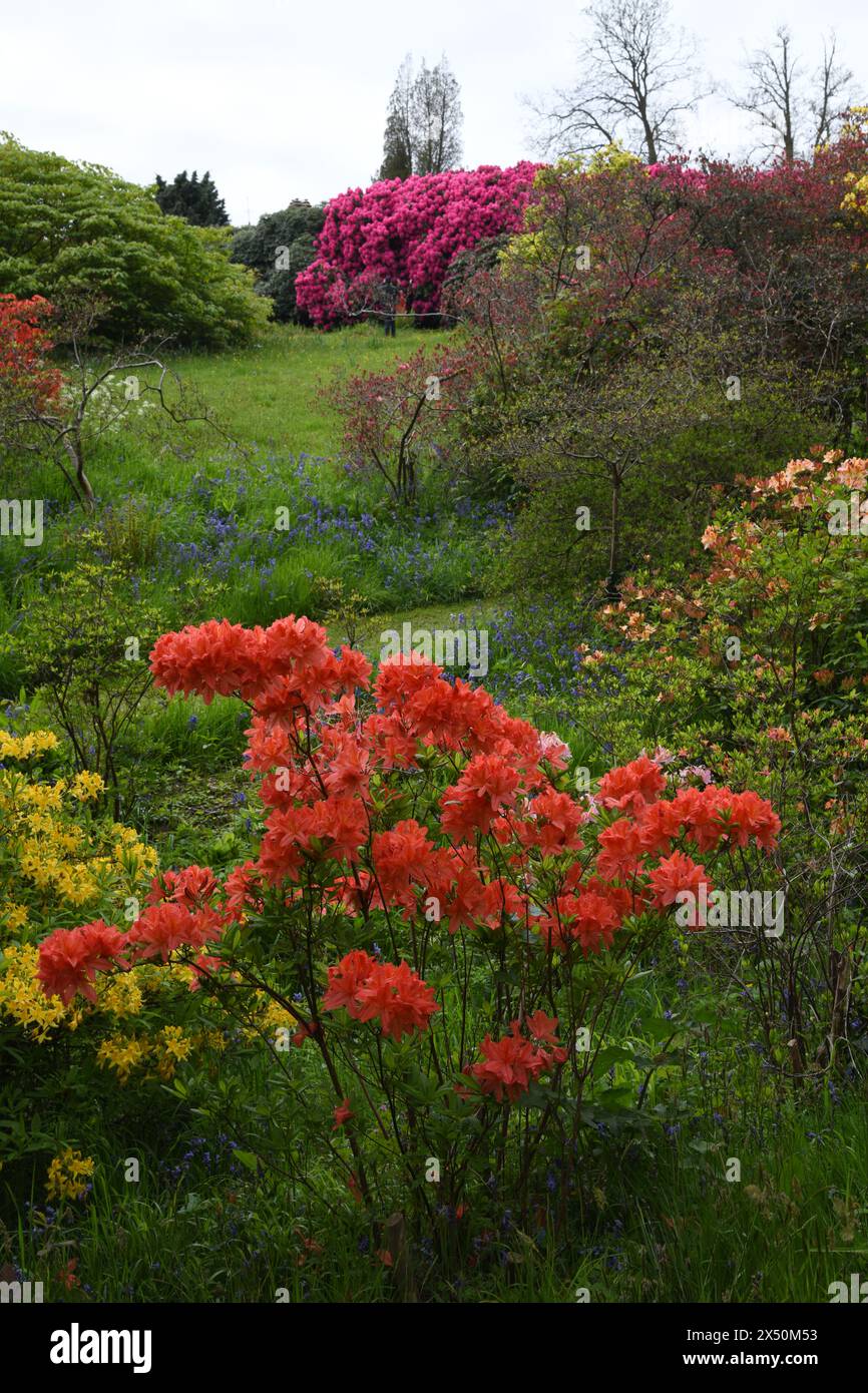 Rhododendron festival hi-res stock photography and images - Alamy