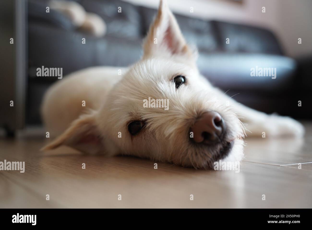 Cute white dog lying on the floor in the living room Stock Photo - Alamy