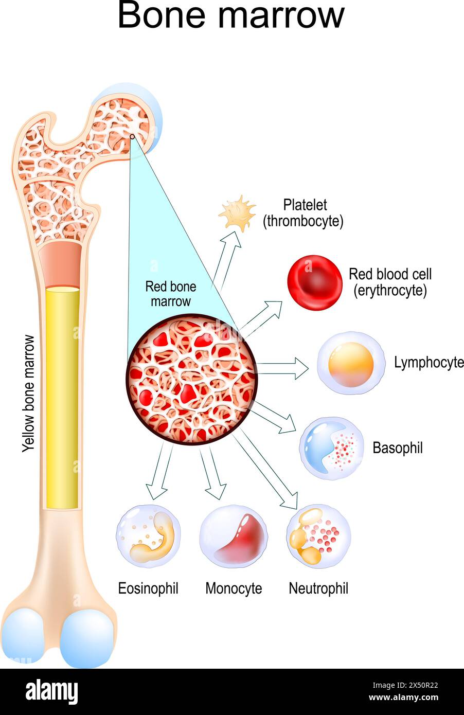 Bone marrow. Difference between Yellow and Red bone marrow. Blood cells develop in bone marrow from stem cells. White blood cells Eosinophil, Neutroph Stock Vector