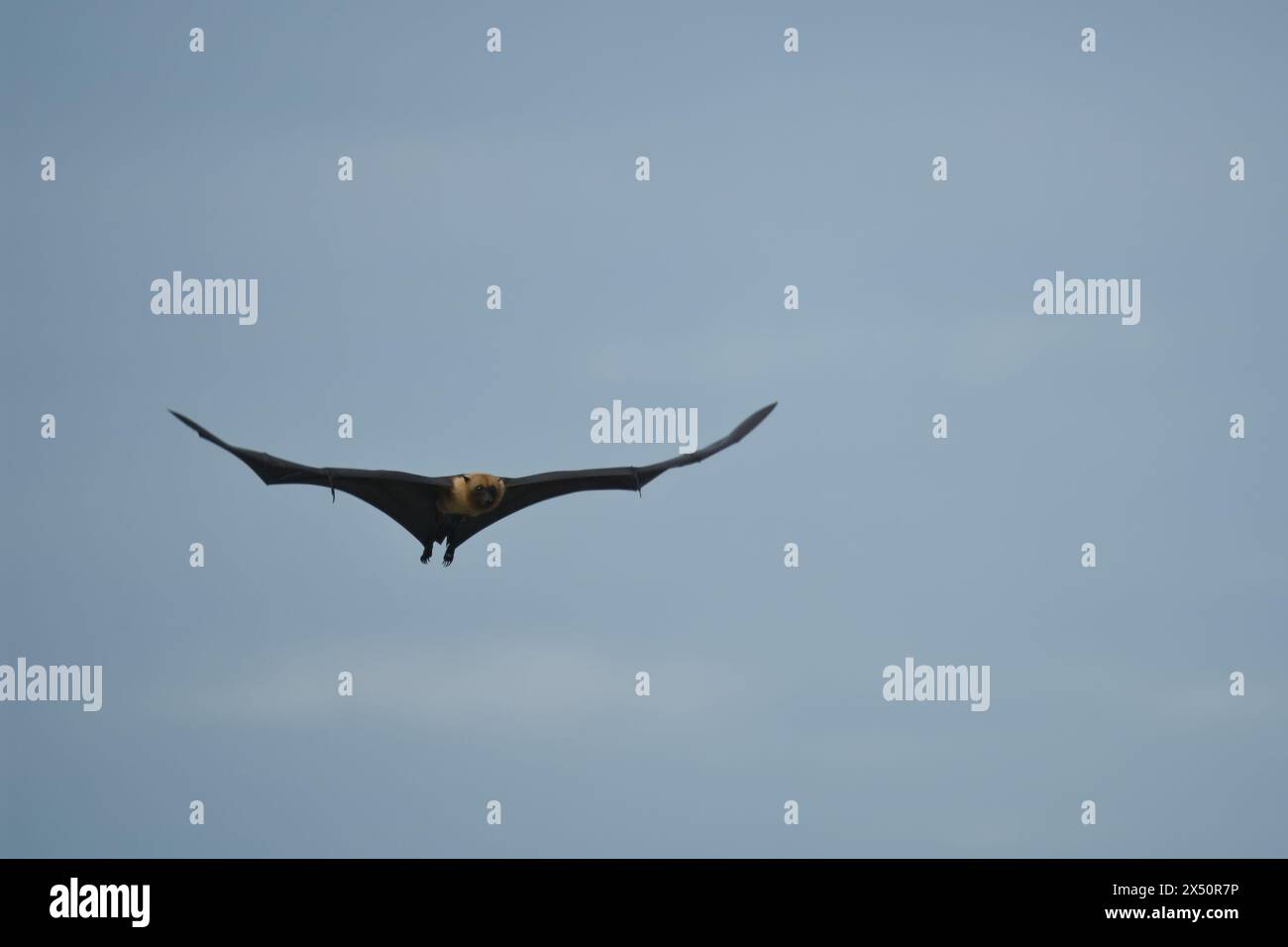 Single fruit bat, flying fox flying, Mahe, Seychelles Stock Photo