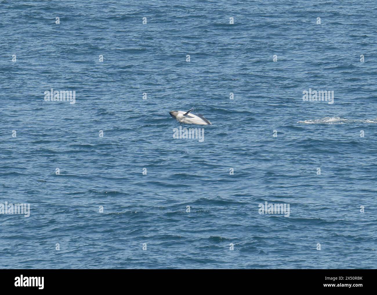 Dolphin Peale's (Lagenorhnynchus australis) in the waters off Port ...