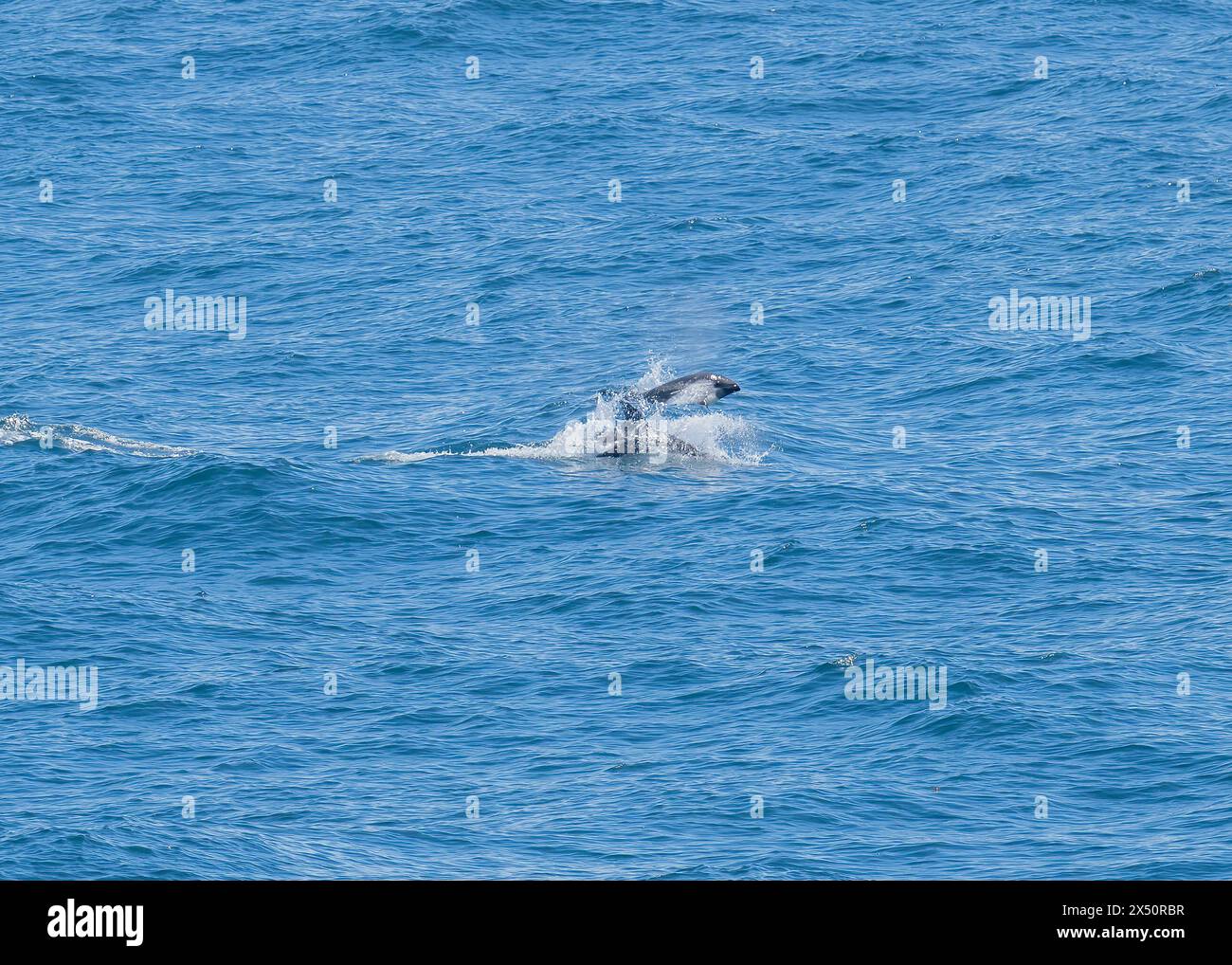 Dolphin peales lagenorhnynchus australis hi-res stock photography and ...