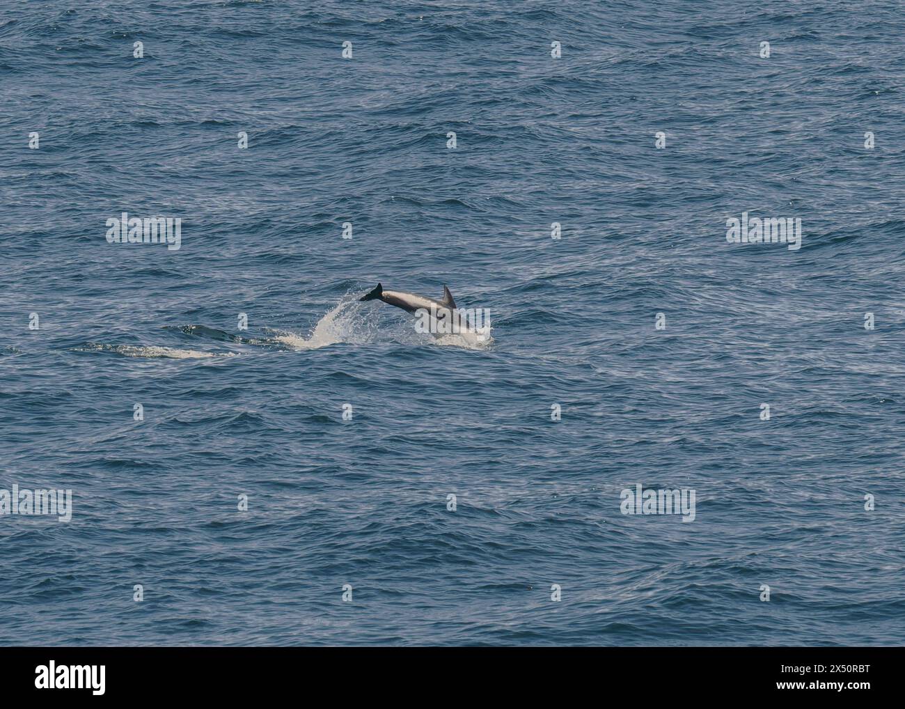 Dolphin Peale's (Lagenorhnynchus australis) in the waters off Port ...