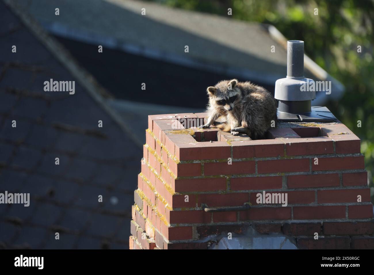 Waschbär GER, Deutschland, 20240405, waschbär auf einem Schornstein in Berlin *** Raccoon GER, Germany, 20240405, raccoon on a chimney in Berlin Stock Photo