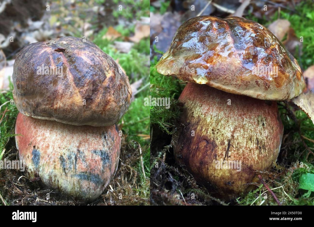 Photo comparison: How much a mushroom grows in two days. Same mushroom two days apart. Neoboletus luridiformis (dotted stemmed bolete) Stock Photo