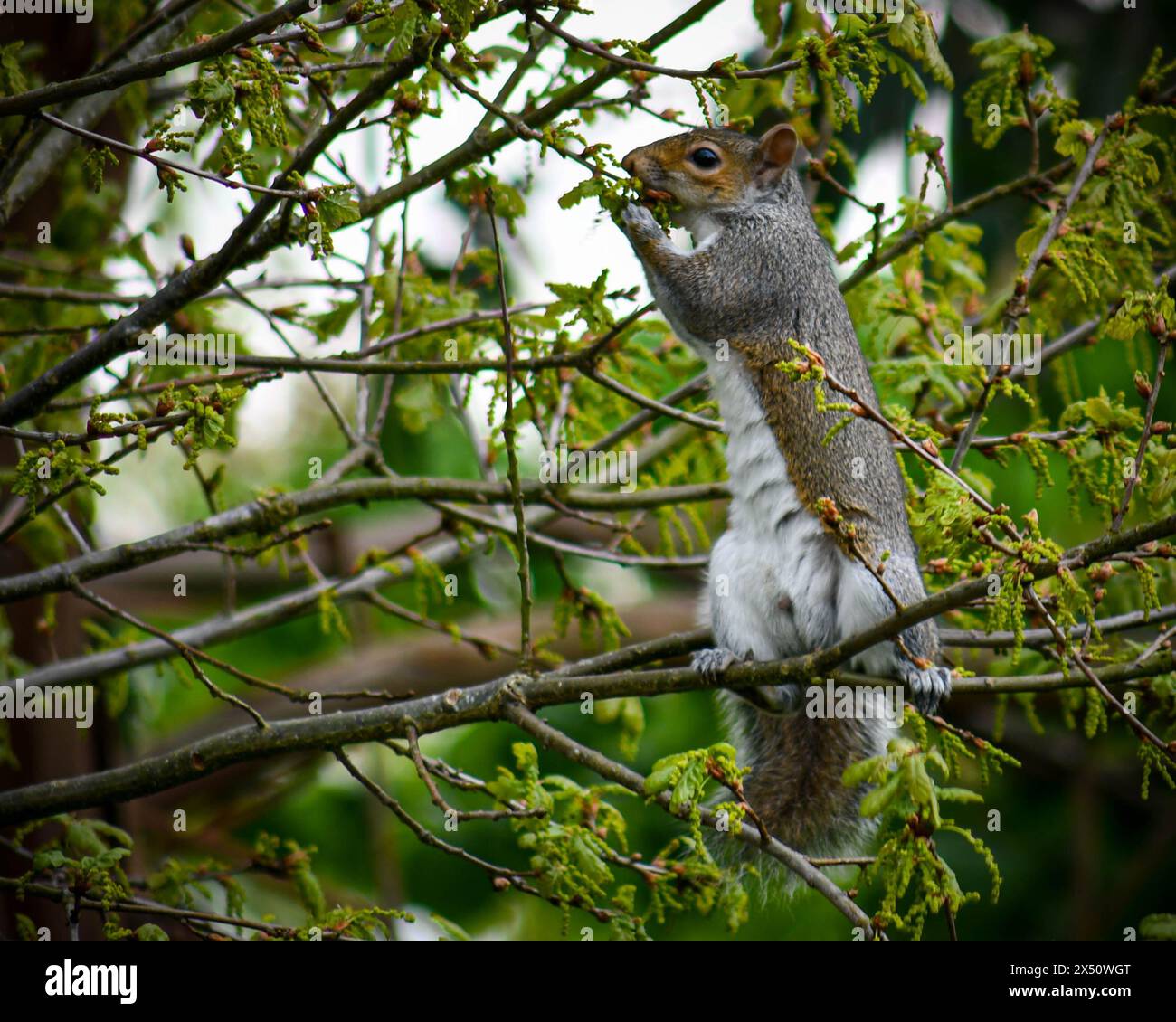 Squirrel house hires stock photography and images Alamy