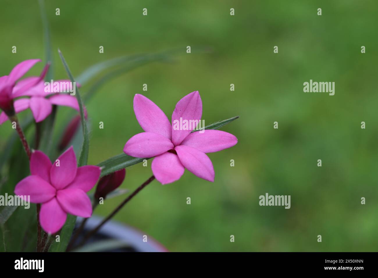 Close-up view of single pink rhodohypoxis flowers with selective focus against a green blurred background Stock Photo