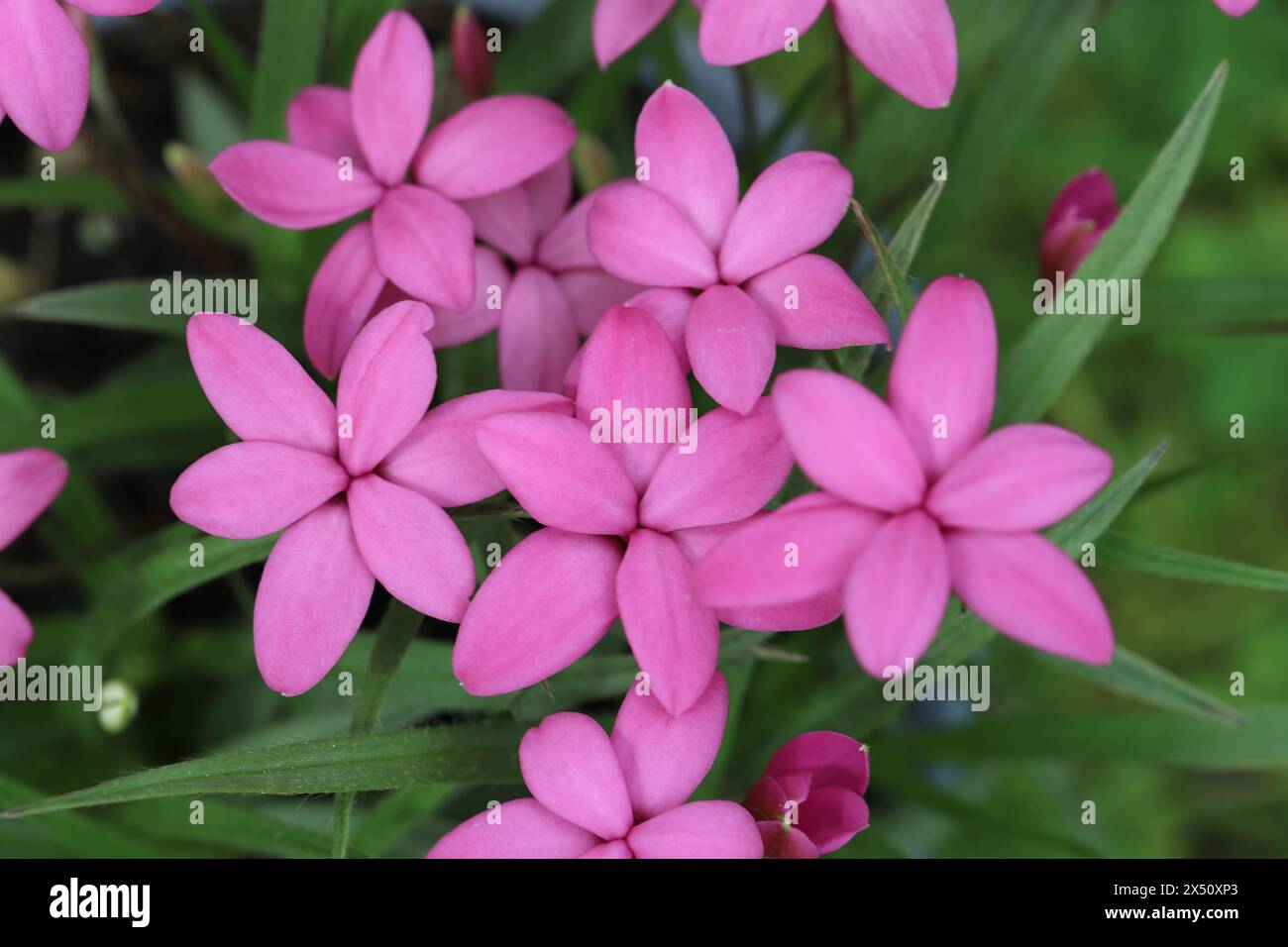 Close-up of beautiful pink Rhodohypoxis baurii flowers with view from above Stock Photo