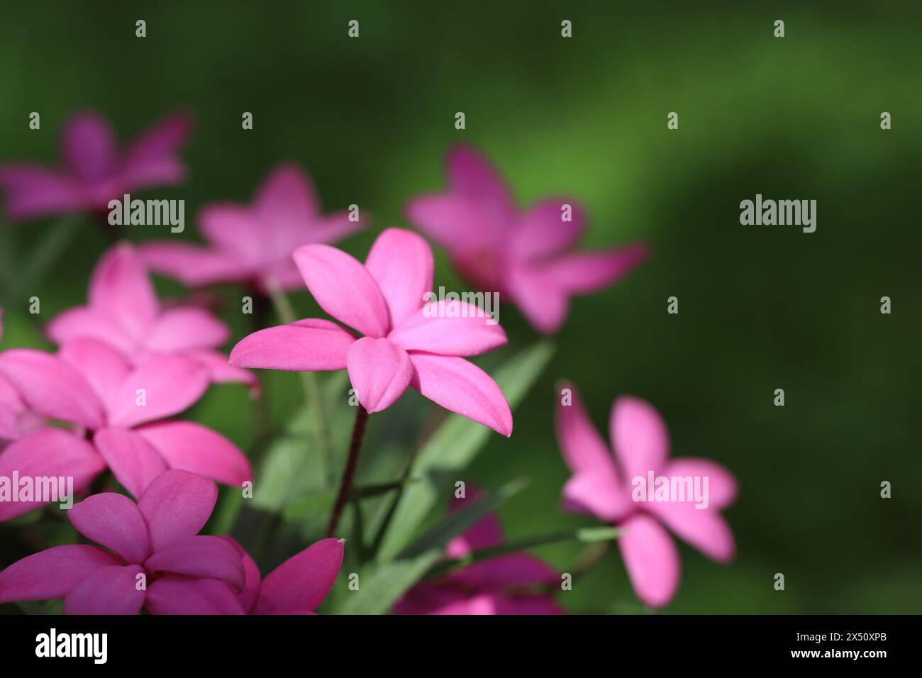 Close-up view of pink sunlit rhodohypoxis flowers with selective focus against dark green shady and blurred background, copy space Stock Photo