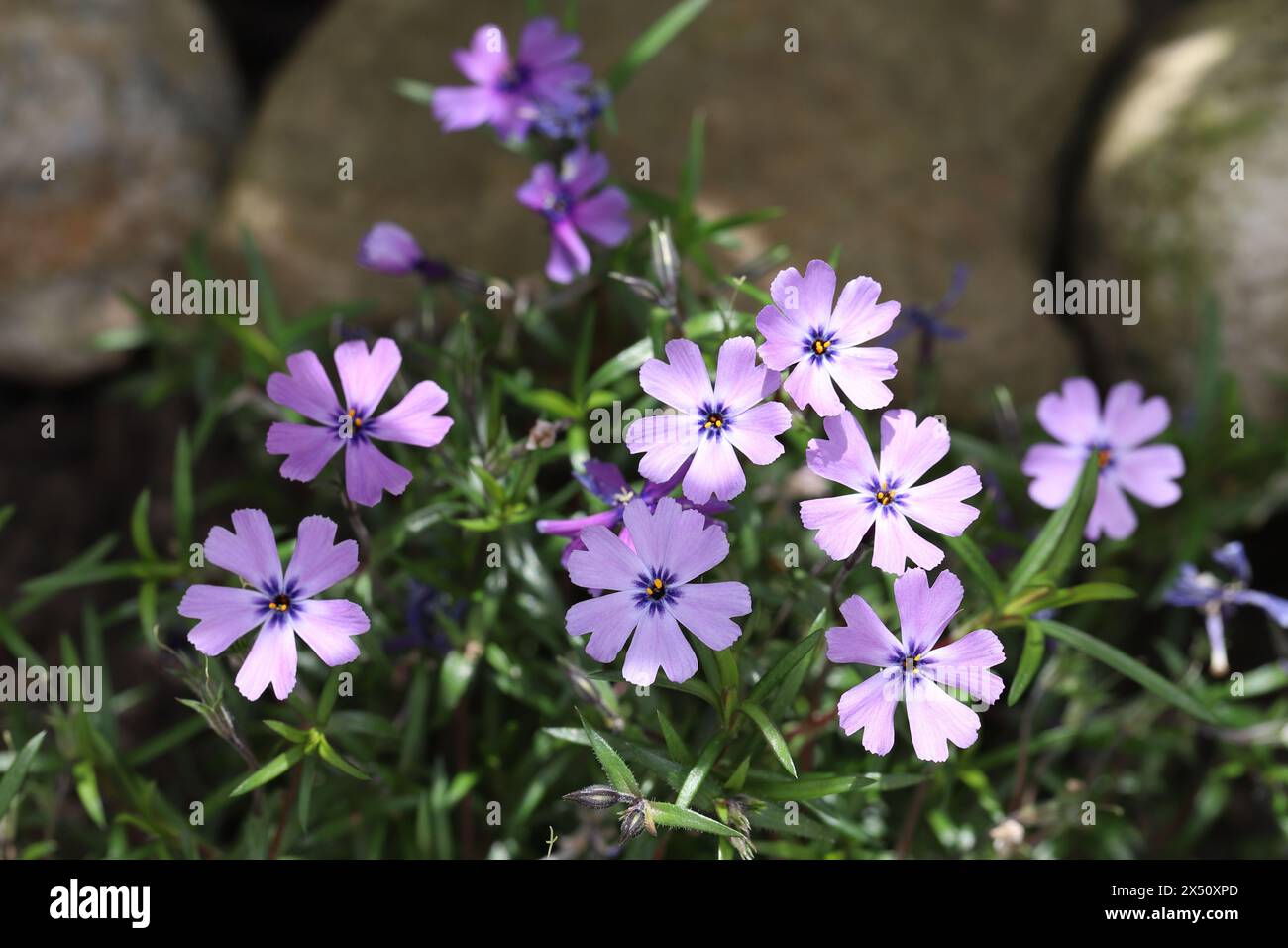 Close-up of delicate purple Phlox subulata flowers between light and shadow Stock Photo