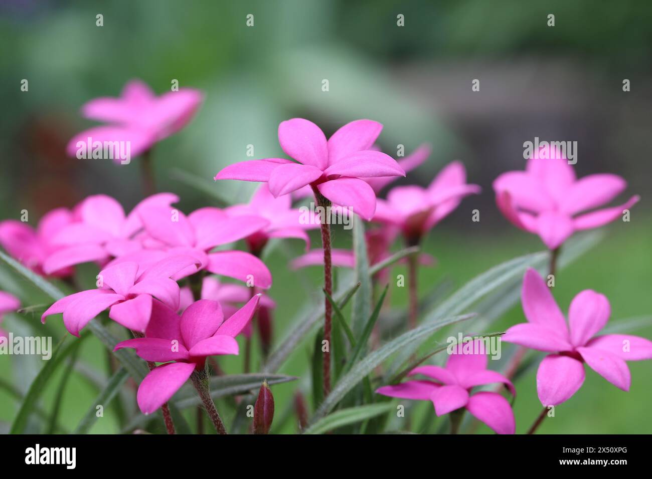 Close-up of side view of pink sunlit rhodohypoxis flowers with selective focus, blurred background Stock Photo