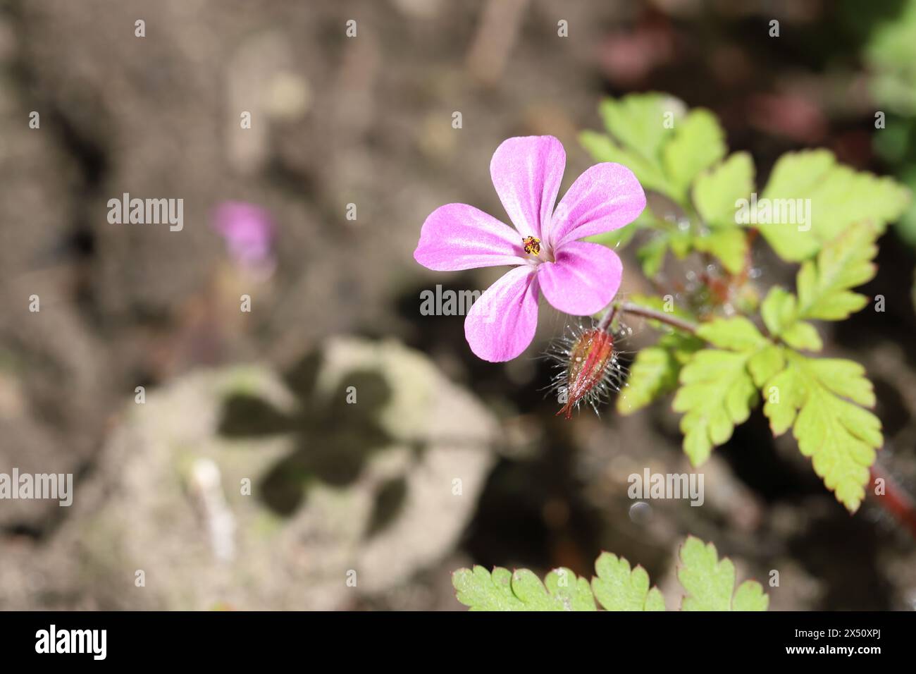 Close-up of a single sunlit Geranium robertianum flower in front of brown soil on which its filigree shadow is depicted Stock Photo