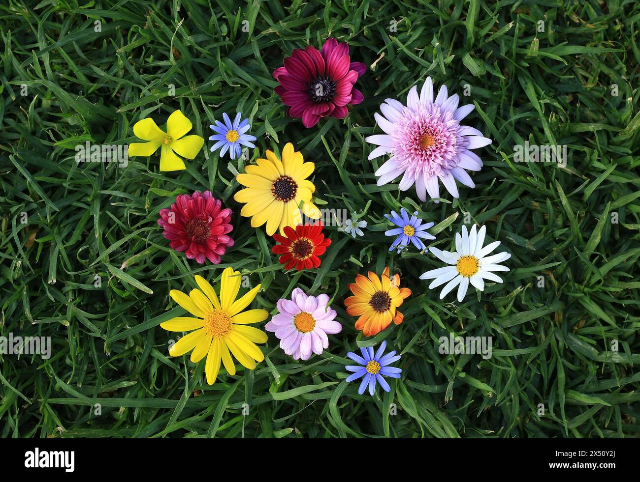 Green grass happy flowers hi-res stock photography and images - Alamy