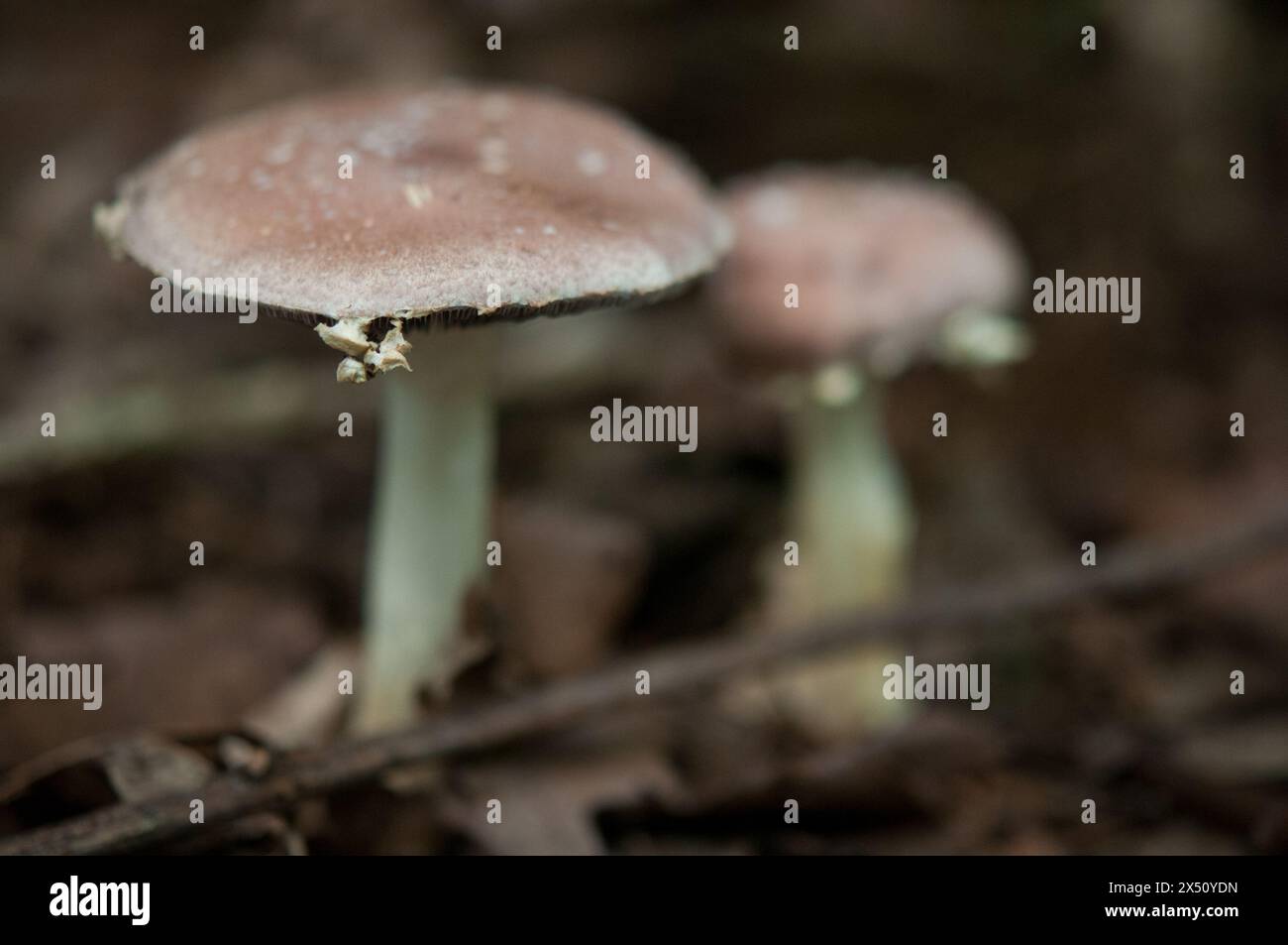 Close up look at mushrooms growing in the woods Stock Photo