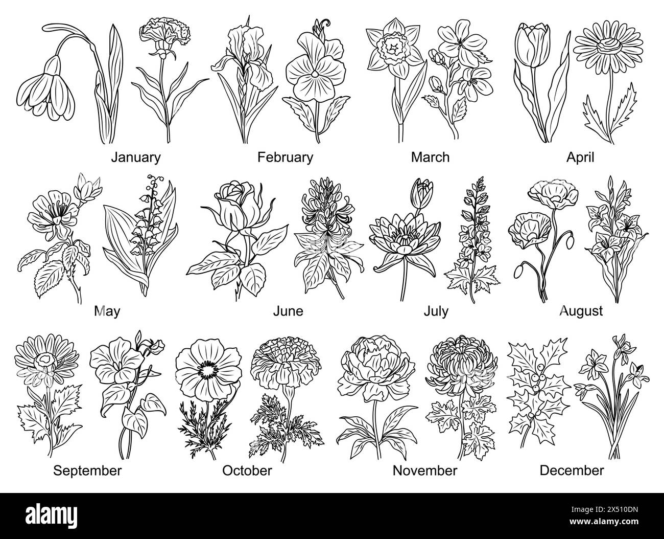 Set of Birth month flowers line art vector illustrations. Snowdrop, Violet, Cherry Blossom, Water lily, poppy, morning glory, cosmos, chrysanthemum, r Stock Vector