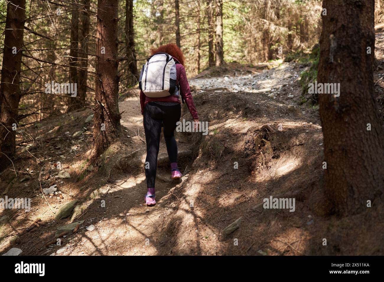 Woman with backpack hiking on a trail in the pine forest on a mountain Stock Photo