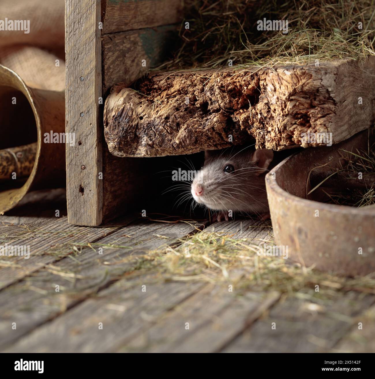Old mouse with young mouse hi-res stock photography and images - Alamy
