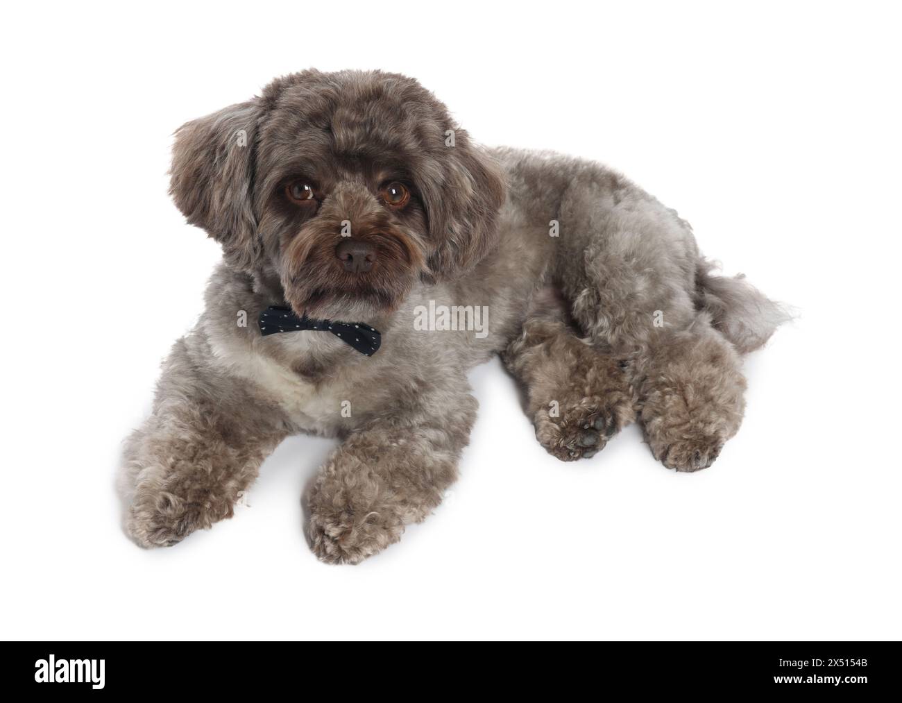 Cute Maltipoo dog with bow tie on white background. Lovely pet Stock ...