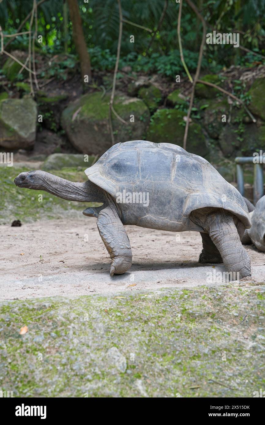 Closeup of the aldabra land giant tortoise inside the botanical garden ...