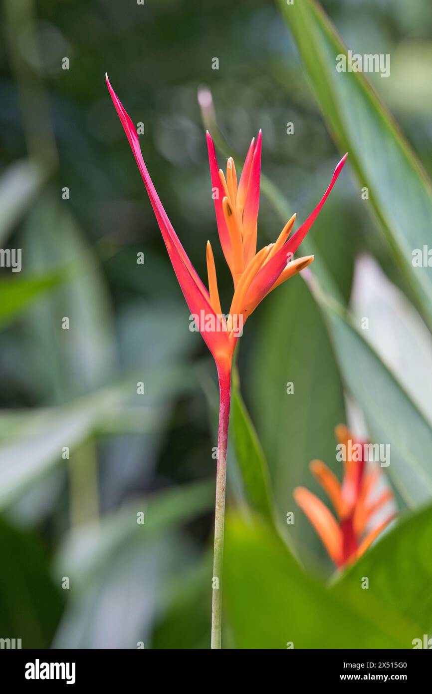 closeup of parrot flower, bird of paradise inside the spice garden, Mahe Seychelles. Stock Photo