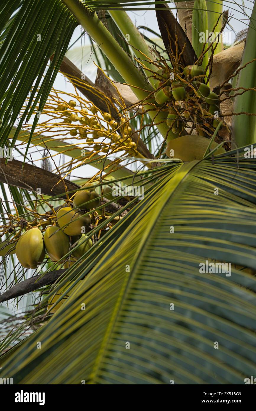 Closeup of coconut tree, with nuts, Mahe Seychelles Stock Photo