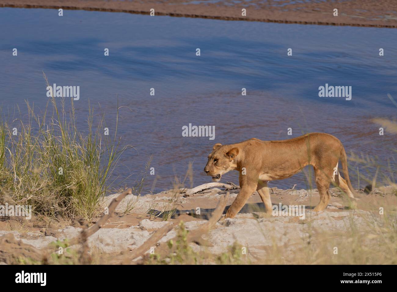 Female Lion, Panthera leo, Felidae, Buffalo Spring Reserve, Samburu National Reserve, Kenya, Africa Stock Photo