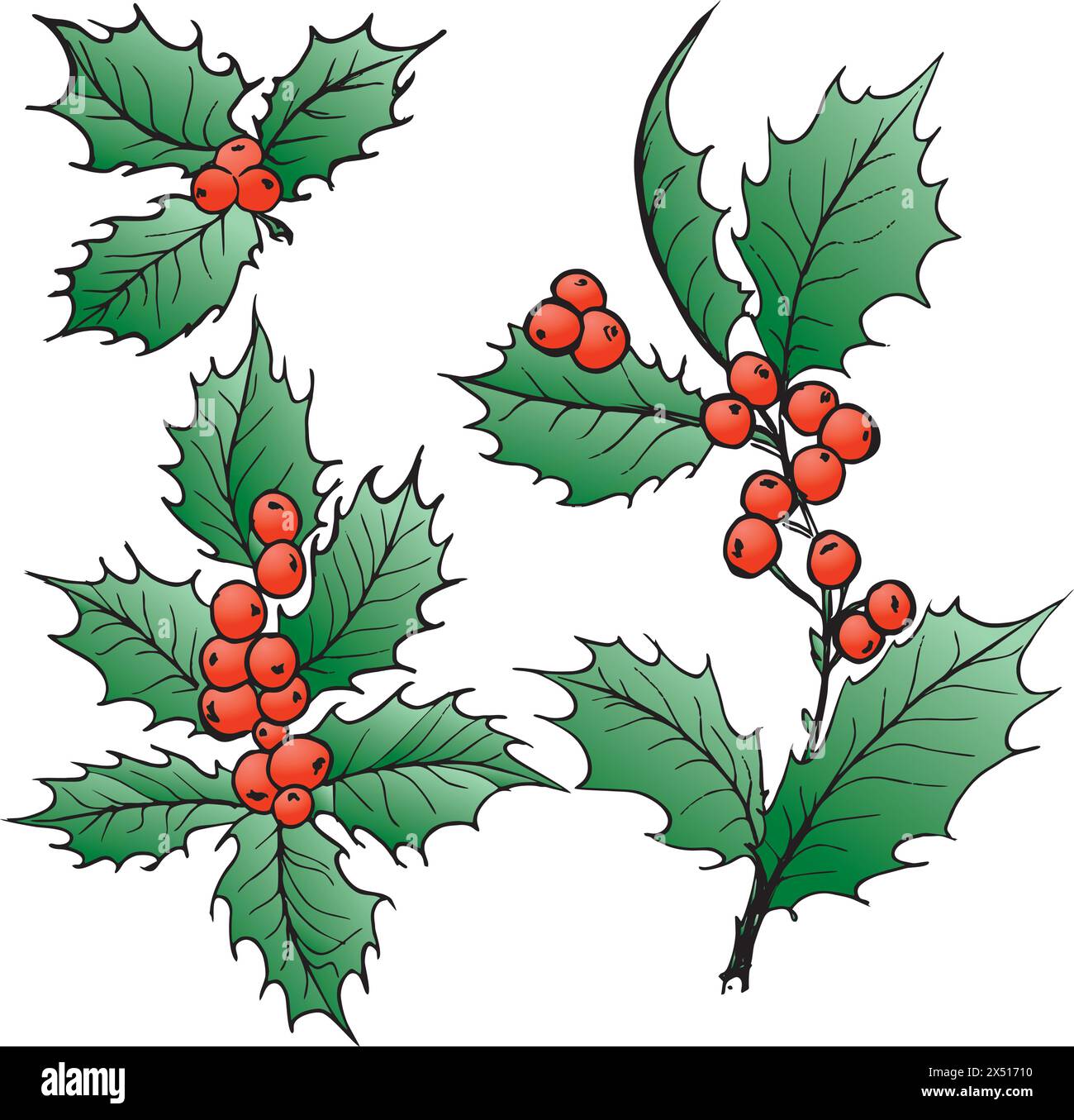 Christmas decoration, Hand Drawn Holly with Berries vector illustration ...